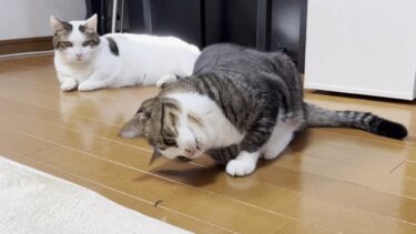 虫ごときで大騒ぎするお母さんがちょっとウザい猫【ひのき猫】