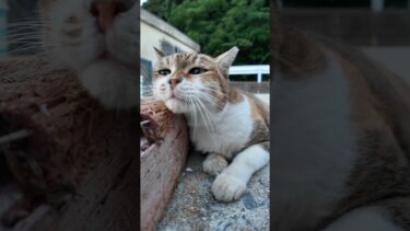 漁港の三毛猫ちゃんカワイイ【感動猫動画】