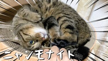 猫の化石「ニャンモナイト」を発見しました！！【てん動画】