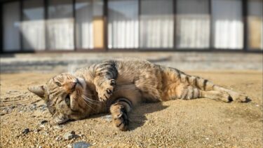 腰トントンすると指吸いが我慢出来ない神社参道の猫【感動猫動画】