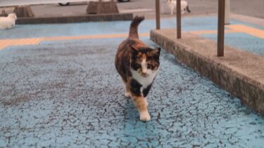 感動猫動画 のライブ配信【感動猫動画】