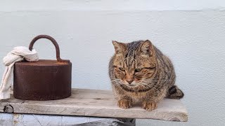 感動猫動画 のライブ配信【感動猫動画】