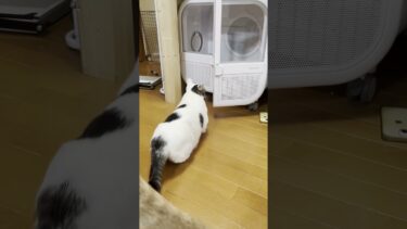 順番待ち豆大福【ひのき猫】