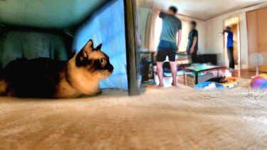 部屋へ知らない人が入って来て！したシャム猫が逃げ遅れた結果🏃【CuteWoo】