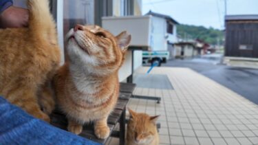 雨が降り出したので島の農協事務所の軒先で雨宿りしていたら猫も雨宿りに集まってきた【感動猫動画】