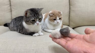 大好きだった子猫たちを里子に出した後、毛玉を持ち帰ったら猫たちが寂しくてこうなっちゃいました…【もちまる日記】