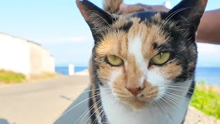 防波堤の三毛猫ちゃんがかわい過ぎる【感動猫動画】