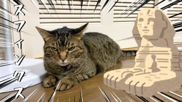 スフィンクスすぎる猫を触ろうとした結果…【てん動画】