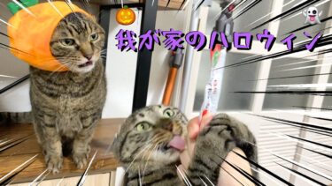 これが我が家の猫たちのカオスなハロウィンです…【てん動画】