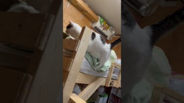 足が・・・短い【ひのき猫】