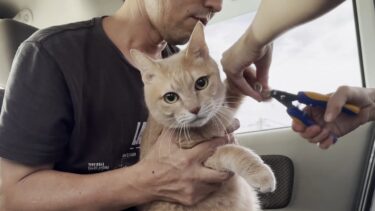 「シャー！」怒られるのを覚悟して猫とドライブ爪切りをしたら【ひのき猫】