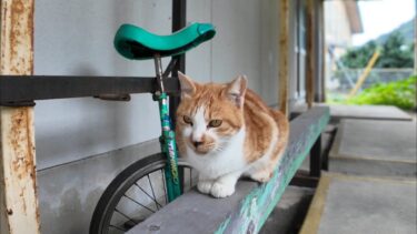 茶トラ猫小学校、昼休みは平均台で遊びます【感動猫動画】