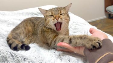 ５年目にして初めて猫に飼い主として認められました…！【ポムさんとしまちゃん / ねこべや】