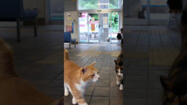 雨の日のフェリー乗り場は猫カフェ?!【感動猫動画】