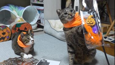 セリアで買ったハロウィンねこじゃらしで暴走する猫たち☆連続持ち去り犯ゴマちゃんvs暴れん坊将軍ガーちゃん【リキちゃんねる　猫動画】 キジトラ 猫のいる暮らし