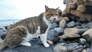 猫島の猫ちゃんたち、海辺で食料の調達です【感動猫動画】