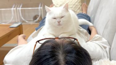 大福みたいな猫が妹のお腹を占領してました【ポムさんとしまちゃん / ねこべや】