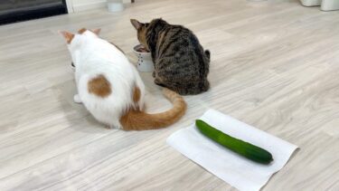 子猫たちの後ろにきゅうりを置いてみたらリアクションが100点すぎました…笑【もちまる日記】