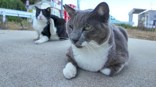 漁港のグレーの猫をナデナデするとお友達のハチワレ猫ちゃんも撫でられに来た【感動猫動画】