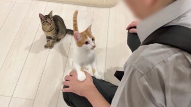 出張から帰ってきたら家に保護猫がいたときの父の反応がこちらです…笑【もちまる日記】