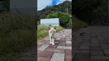 猫島の公園前で出会った猫が足元にすり寄ってきてカワイイ【感動猫動画】