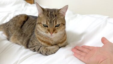 腕組みしてる猫に手を差し出したら…【ポムさんとしまちゃん / ねこべや】