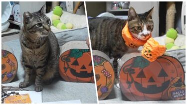 猫にハロウィン気分盛り上げるグッズをプレゼントしてみたよ！かわいいジャックオーランタンのつめとぎ　【リキちゃんねる　猫動画】 キジトラ 猫のいる暮らし