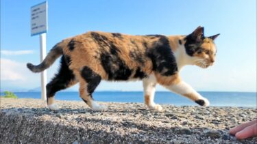 防波堤の影で休む猫島の猫たち、三毛猫ちゃん起きて挨拶に来た【感動猫動画】