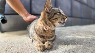 漁港の街の路地裏で出会った猫をナデナデしてきた【感動猫動画】