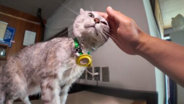 【猫旅館】フロントの猫ちゃんがかわい過ぎる【感動猫動画】