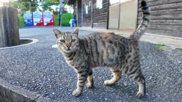 公園の猫ちゃん、座ると隣に寄ってきてカワイイ【感動猫動画】