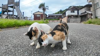 猫島の商店裏にいた三毛猫ママ親子、子猫達大きくなりました【感動猫動画】