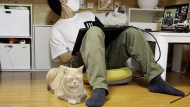 息子の近くにいたい猫の周りでチラつく豆大福【ひのき猫】