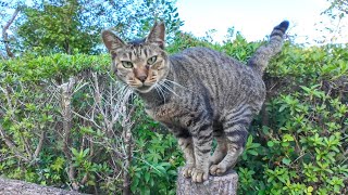 手摺りの上にいた野良猫をナデナデすると手摺りを歩いて付いてきた【感動猫動画】