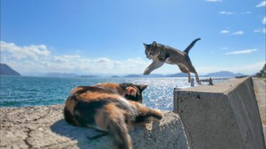 とにかく人懐っこい猫島の防波堤の猫【感動猫動画】