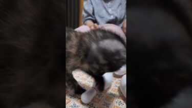 ボウリング猫 #猫 #子猫 #保護猫【感動猫動画】