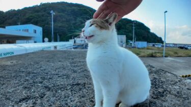 防波堤の上の猫ちゃん、会うと必ず挨拶してきてカワイイ【感動猫動画】