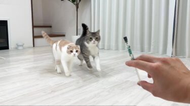 おやつだと思って走ってきたら薬だったときの猫のリアクションが100点すぎました…www【もちまる日記】