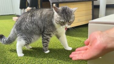 お散歩してたら猫が急に吐きそうになったので手を差し伸べたらまさかの展開に…【もちまる日記】