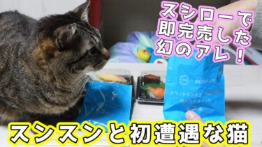 猫にスンスン見せてみた！☆スシローで即完売したスンスンマスコット付きのお寿司をGETしたので紹介するよ～☆どのスンスンが出たかな？ 【リキちゃんねる　猫動画】 キジトラ 猫のいる暮らし