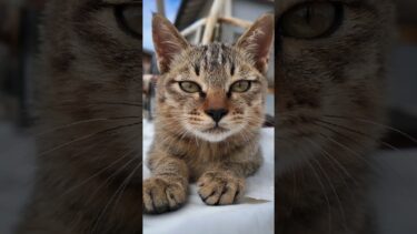 漁港で見掛けた子猫、カメラに興味あるけどまだちょっと怖がってます#猫 #猫島【感動猫動画】