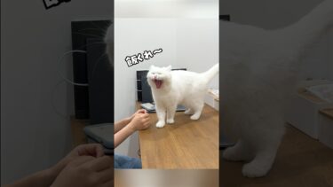 猫のご飯の催促が凄すぎた…笑　#ポムしま【ポムさんとしまちゃん / ねこべや】