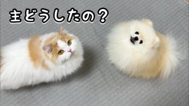 猫と暮らす私が犬を迎えたら悩みが…悩み解決のカギとは？【猫のレモンちゃんねる】