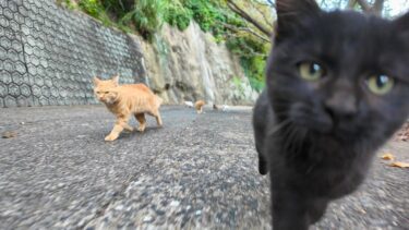 山の上集落から港まで付いてきた猫たち、港の猫グループと喧嘩になりそうだったので元の場所まで連れて帰った【感動猫動画】