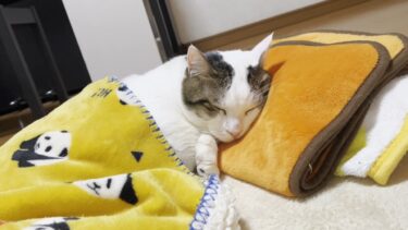 豆大福が寝ていると布団を掛けたくなります【ひのき猫】