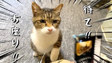 ｢待て｣と｢お座り｣を習得している犬のような猫…【てん動画】