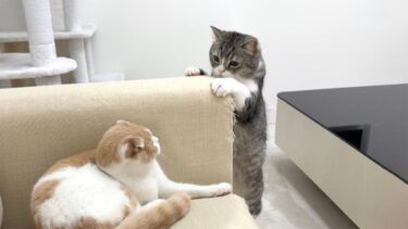 ケンカした弟と仲直りしたい兄猫が不器用すぎてこうなっちゃいました…笑【もちまる日記】