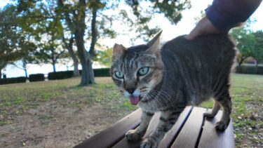 夕方の公園のベンチに座ると隣に猫が飛び乗ってきた【感動猫動画】