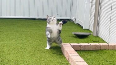 庭で遊んでたら蝶々が飛んできたときの猫のリアクションが可愛いすぎました…www【もちまる日記】