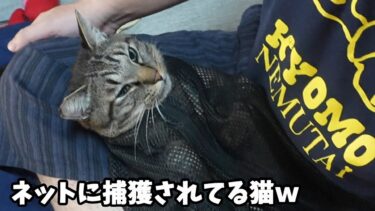 ネットに入れられた猫がかわいい！おとなしくしてるうちに爪切っちゃお～☆猫の爪切り　【リキちゃんねる　猫動画】 キジトラ 猫のいる暮らし